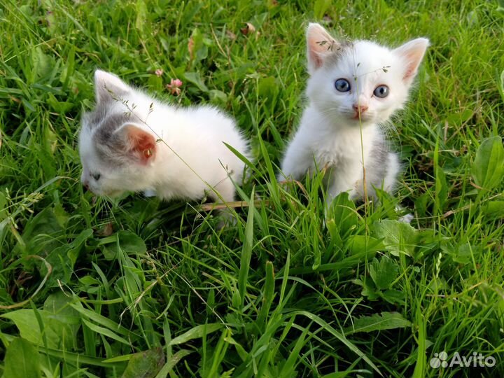 Отдам котят в добрые руки