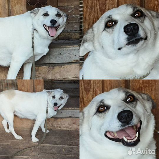 Отдам в добрые руки