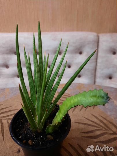 Цветы Сансевиерия францизи