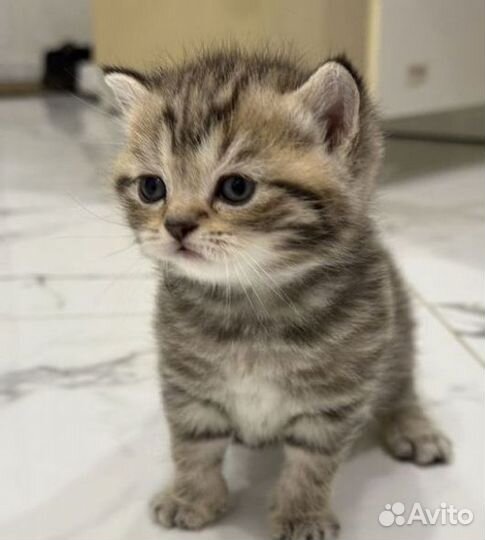 Верные друзья