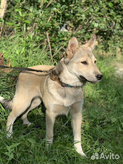 Лаечка 4 месяца