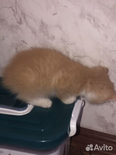 Отдодим в хорошие руки беспородистые кошки,котята