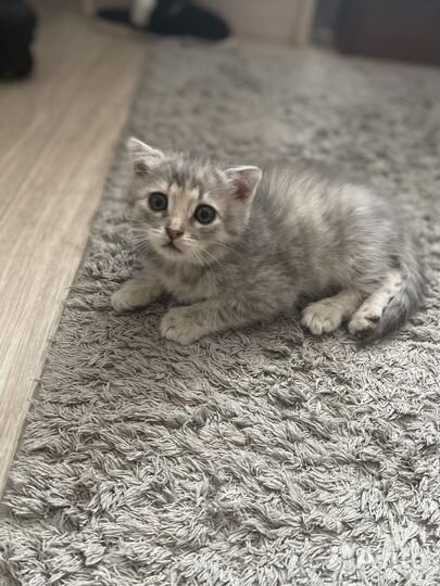 Шотландская