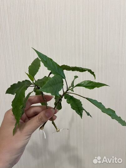 Гибискус Купера вариегатный китайская роза