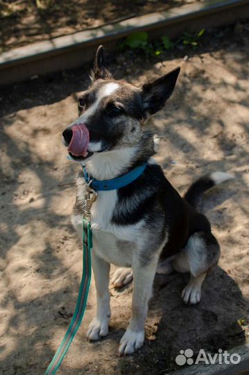 Пёс - подросток в добрые руки