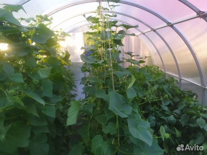 Теплицы в Сургуте