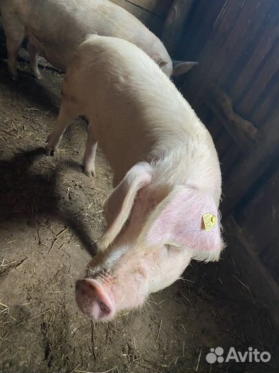 Хряк на племя