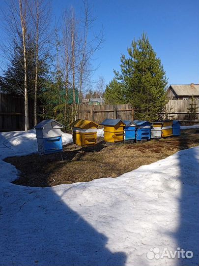 Продам пчелосемьи