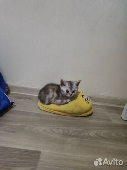 Котенок