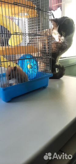 Хомячок С клеткой