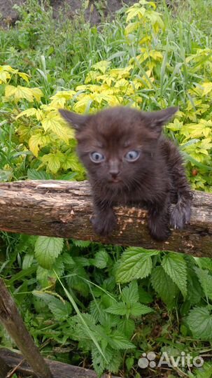 Котята до 2 месяцев в добрые руки