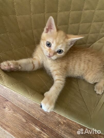 Сибирская кошка