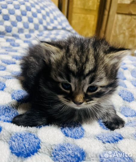 Котятки сибиской крупной
