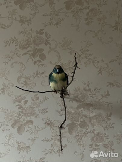 Попугай какарик