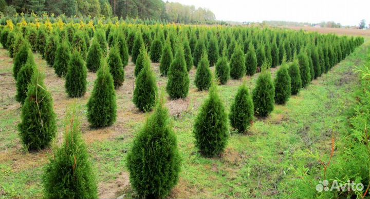 Туя брабант BT-49856