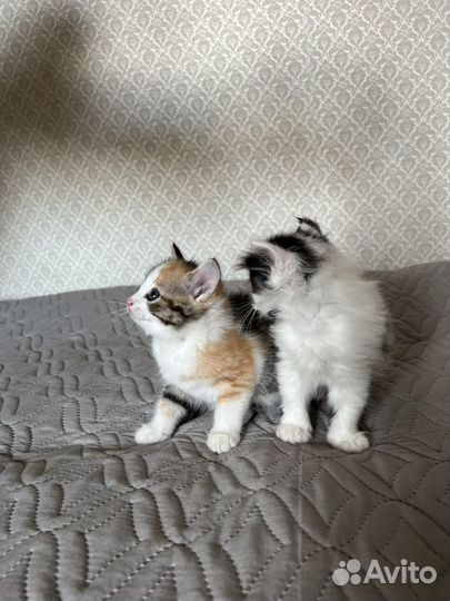 Котёнок мальчик в добрые руки