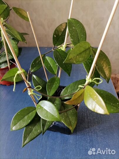 Хойя. Комнатное растение