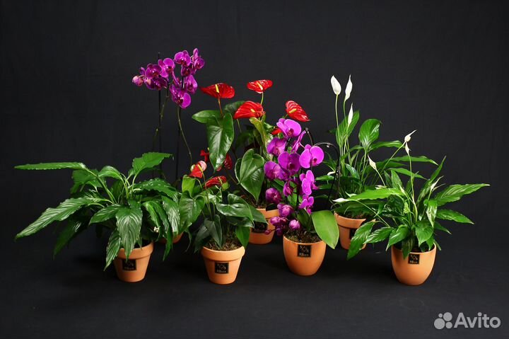 Спатифиллум Комнатные цветы