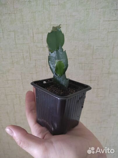 Декабрист шлюмбергера белый