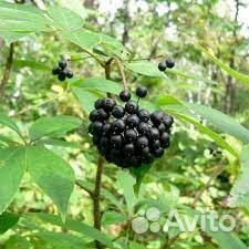 Витекс священный, элеутерококк, расторопша