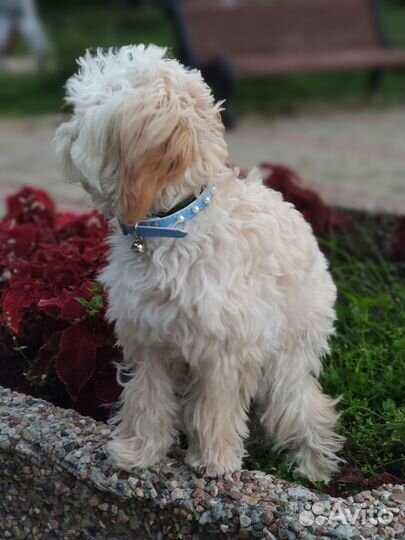 Щенок Мальтипу f1 очаровашка