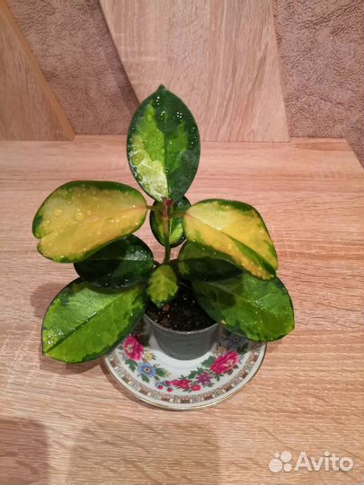 Хойя аустралис Лиза