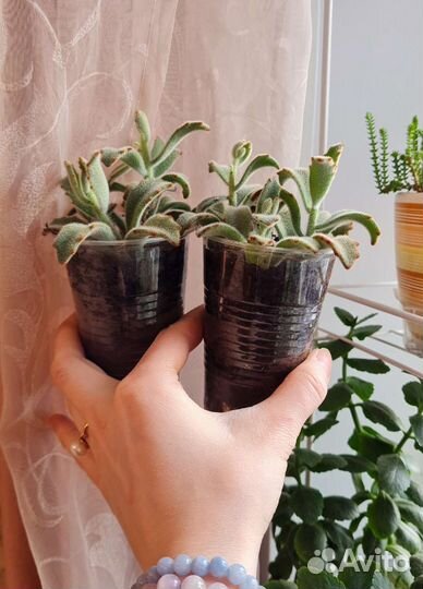 Каланхоэ томентоза суккулент