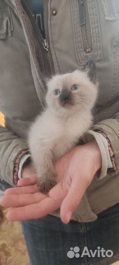 Отдам котят