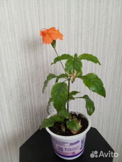 Кроссандра