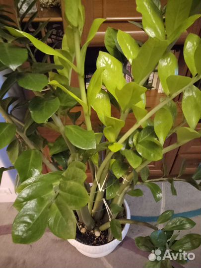 Замиокулькас