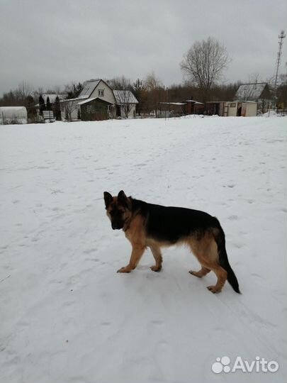 Немецкая овчарка