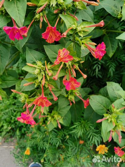 Семена цветов ночная красавица