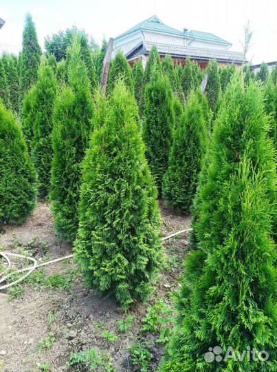 Туя колумна, смарагд