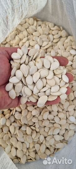 Семечки тыквы