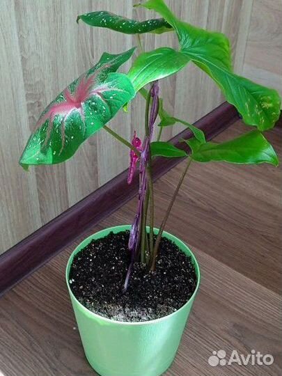 Сингониум и Каладиум