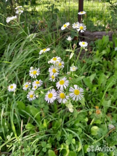 По 70 Цветущие садовые многолетники.Цветы.Много