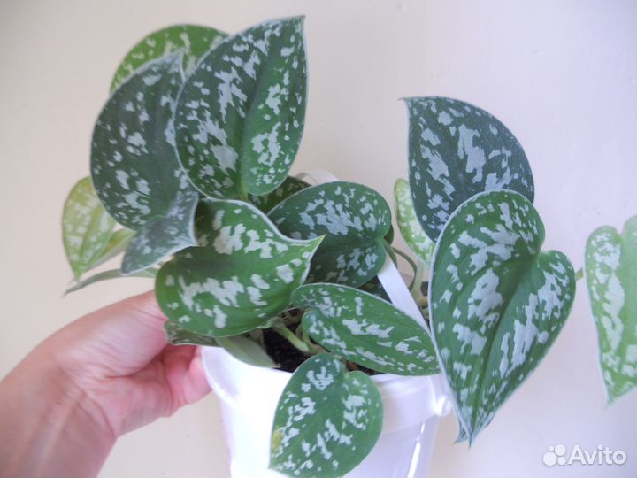 Сциндапсусы эпики филы монстера обмен/продажа