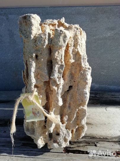 Коралл балянус