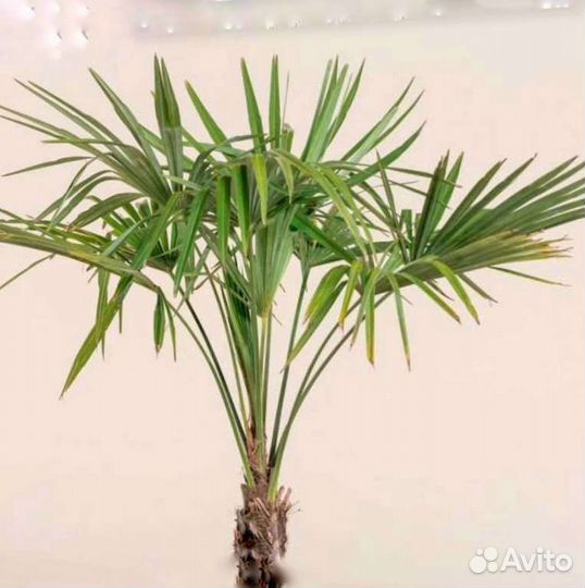 Пальма веерная. Трахикарпус форчуна