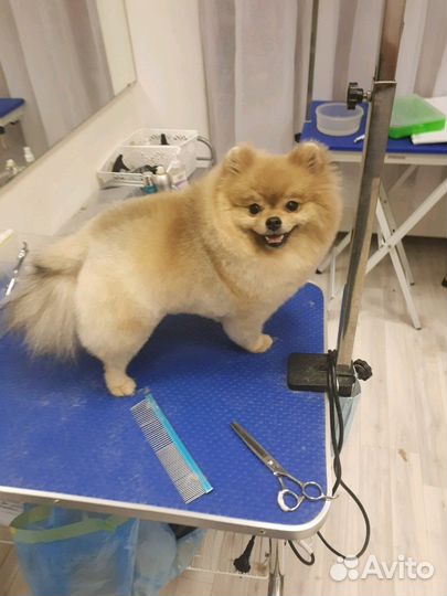 Стрижка собак Чистка зубов ультрозвуком