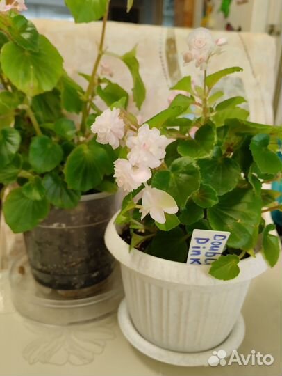 Бегония розовая