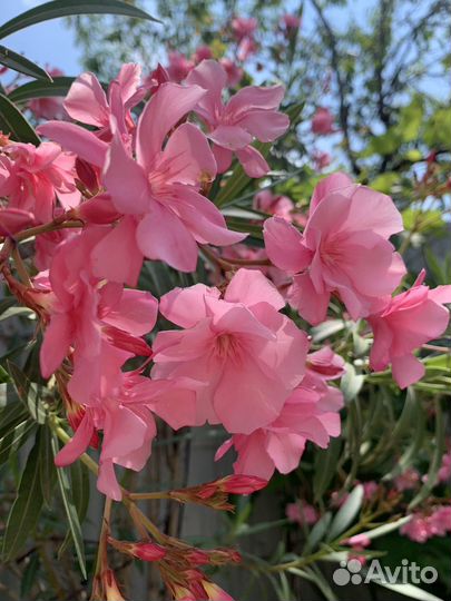 Олеандр семена