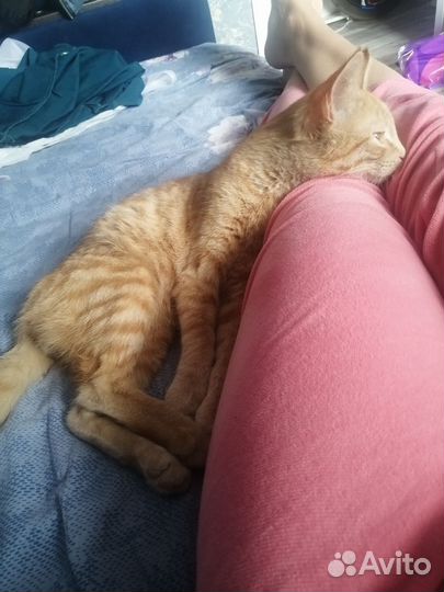 Котенок бесплатно