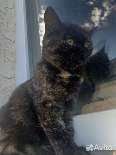 Котята метисы