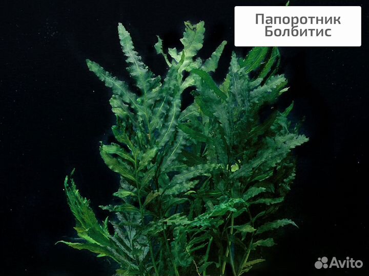 Аквариумные растения живые