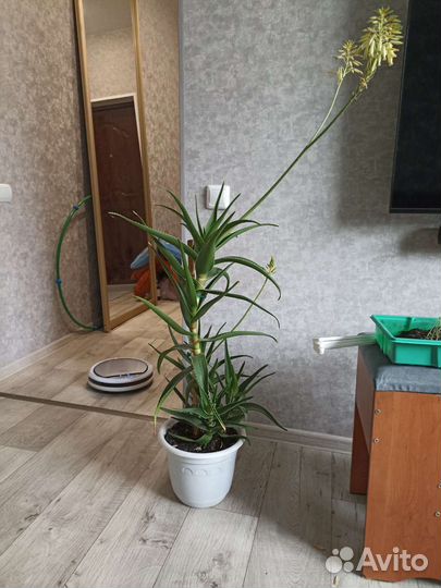 Алоэ лечебный