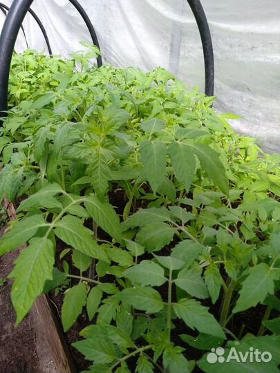 Рассада помидор,перца,огурцов