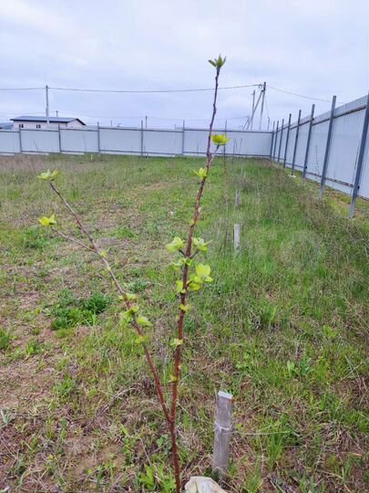 Участок 6 сот. (СНТ, ДНП)