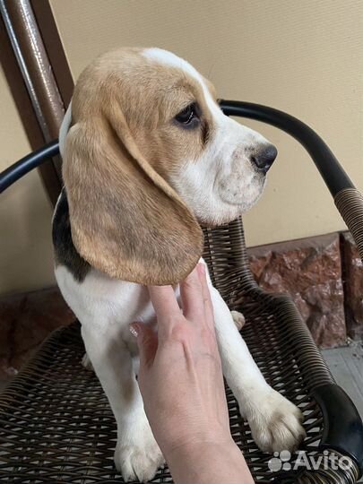 Щенки Бигля РКФ