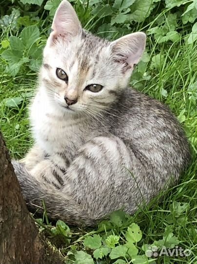 Маскарадные котята, 2 девочки и рыжий мальчик